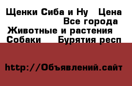 Щенки Сиба и Ну › Цена ­ 35000-85000 - Все города Животные и растения » Собаки   . Бурятия респ.